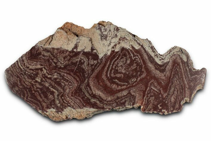 Polished, Neoproterozoic Stromatolite (Conophyton) - Morocco #354438